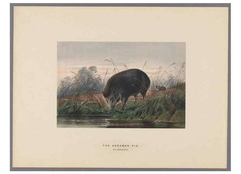 Reproducción/Reproduction 49419342762: Zoological sketches /. London :Henry Graves,1861-1867.. 
