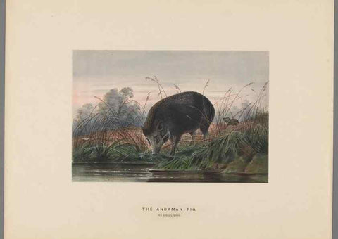 Reproducción/Reproduction 49419342762: Zoological sketches /. London :Henry Graves,1861-1867.. 