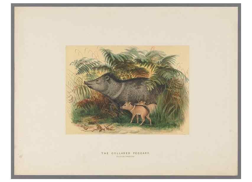 Reproducción/Reproduction 49418656048: Zoological sketches /. London :Henry Graves,1861-1867.. 