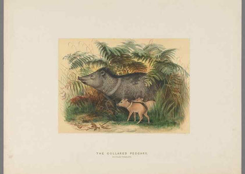 Reproducción/Reproduction 49418656048: Zoological sketches /. London :Henry Graves,1861-1867.. 