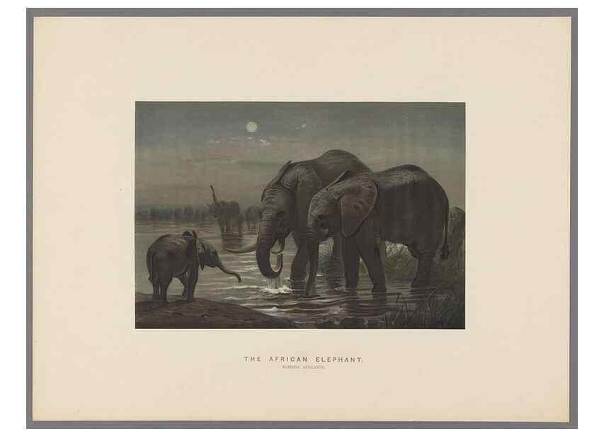 Reproducción/Reproduction 49419343052: Zoological sketches /. London :Henry Graves,1861-1867.. 