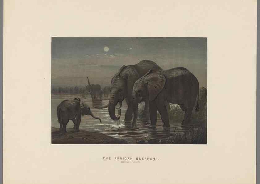 Reproducción/Reproduction 49419343052: Zoological sketches /. London :Henry Graves,1861-1867.. 