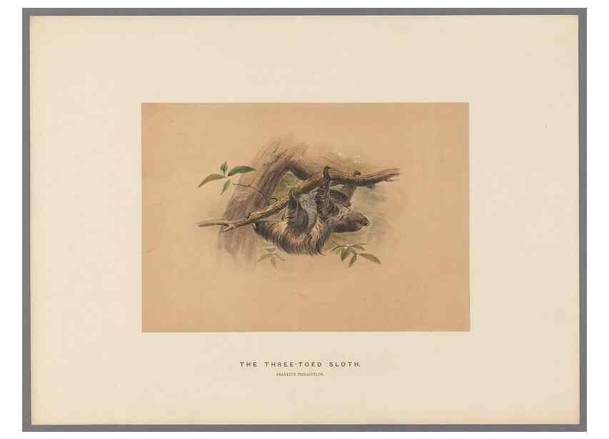 Reproducción/Reproduction 49419343322: Zoological sketches /. London :Henry Graves,1861-1867.. 