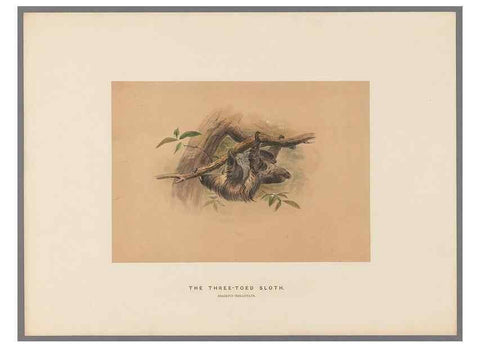 Reproducción/Reproduction 49419343322: Zoological sketches /. London :Henry Graves,1861-1867.. 