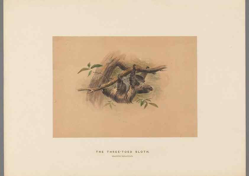 Reproducción/Reproduction 49419343322: Zoological sketches /. London :Henry Graves,1861-1867.. 