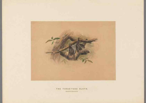 Reproducción/Reproduction 49419343322: Zoological sketches /. London :Henry Graves,1861-1867.. 