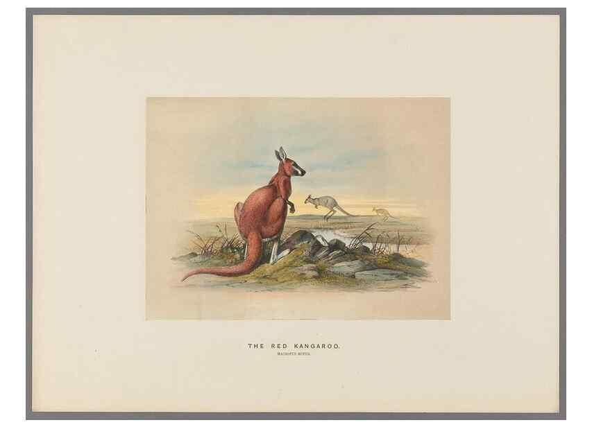 Reproducción/Reproduction 49419343532: Zoological sketches /. London :Henry Graves,1861-1867.. 