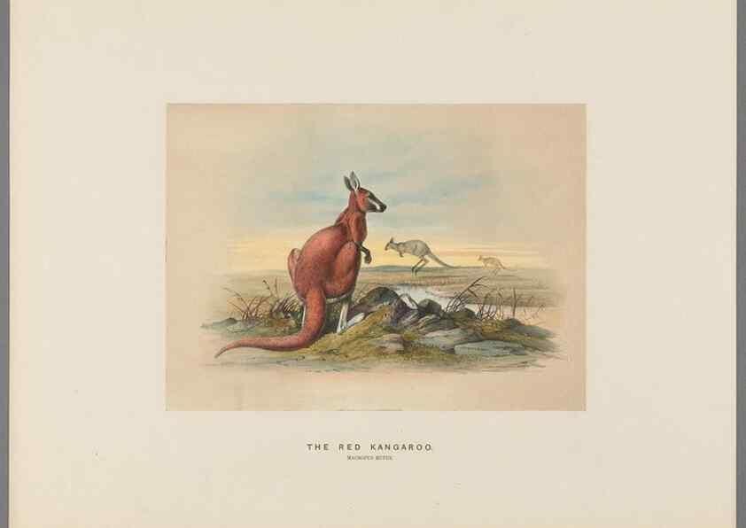 Reproducción/Reproduction 49419343532: Zoological sketches /. London :Henry Graves,1861-1867.. 