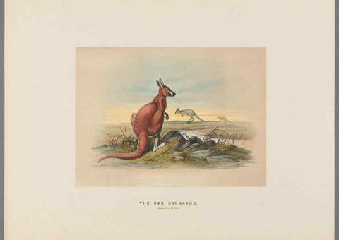 Reproducción/Reproduction 49419343532: Zoological sketches /. London :Henry Graves,1861-1867.. 