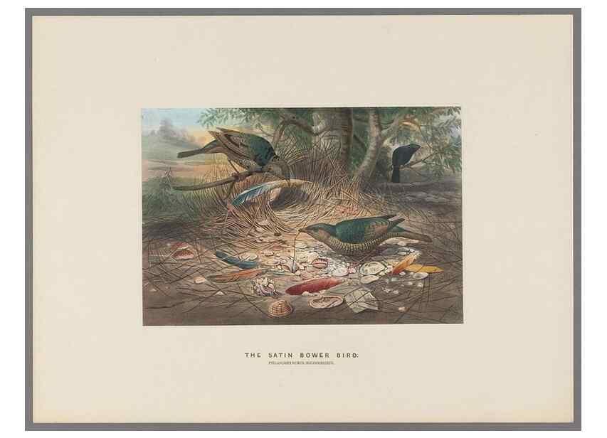 Reproducción/Reproduction 49419343932: Zoological sketches /. London :Henry Graves,1861-1867.. 