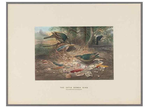 Reproducción/Reproduction 49419343932: Zoological sketches /. London :Henry Graves,1861-1867.. 