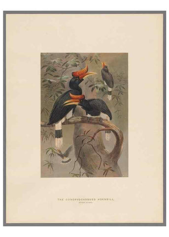 Reproducción/Reproduction 49418657073: Zoological sketches /. London :Henry Graves,1861-1867.. 