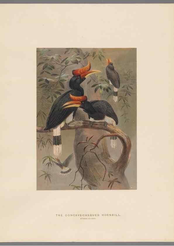 Reproducción/Reproduction 49418657073: Zoological sketches /. London :Henry Graves,1861-1867.. 