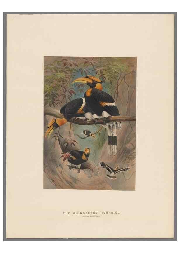 Reproducción/Reproduction 49419344302: Zoological sketches /. London :Henry Graves,1861-1867.. 