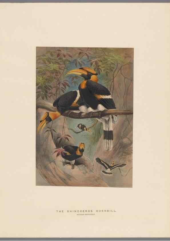 Reproducción/Reproduction 49419344302: Zoological sketches /. London :Henry Graves,1861-1867.. 