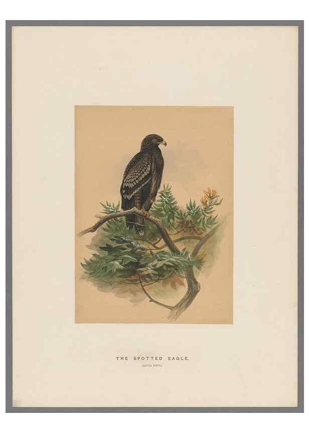 Reproducción/Reproduction 49419344507: Zoological sketches /. London :Henry Graves,1861-1867.. 