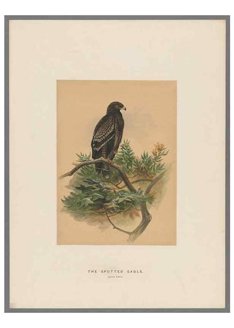 Reproducción/Reproduction 49419344507: Zoological sketches /. London :Henry Graves,1861-1867.. 