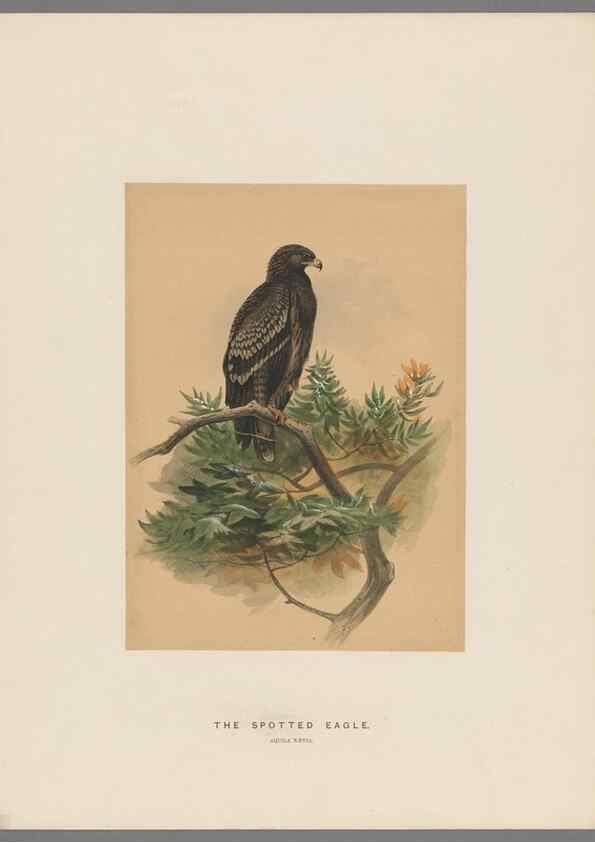 Reproducción/Reproduction 49419344507: Zoological sketches /. London :Henry Graves,1861-1867.. 