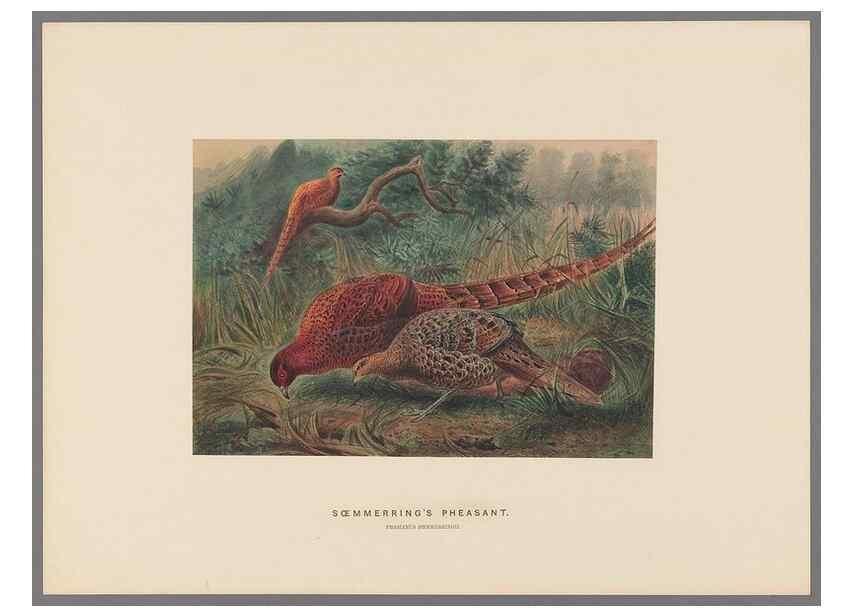 Reproducción/Reproduction 49419125901: Zoological sketches /. London :Henry Graves,1861-1867.. 