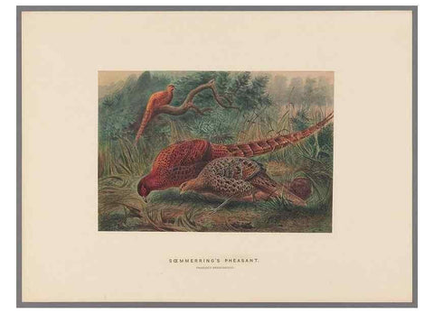 Reproducción/Reproduction 49419125901: Zoological sketches /. London :Henry Graves,1861-1867.. 