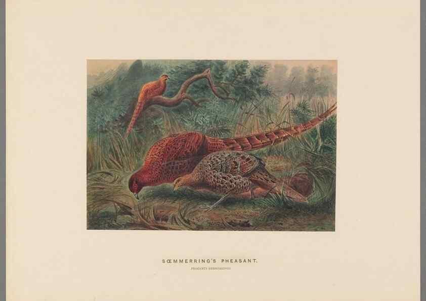Reproducción/Reproduction 49419125901: Zoological sketches /. London :Henry Graves,1861-1867.. 