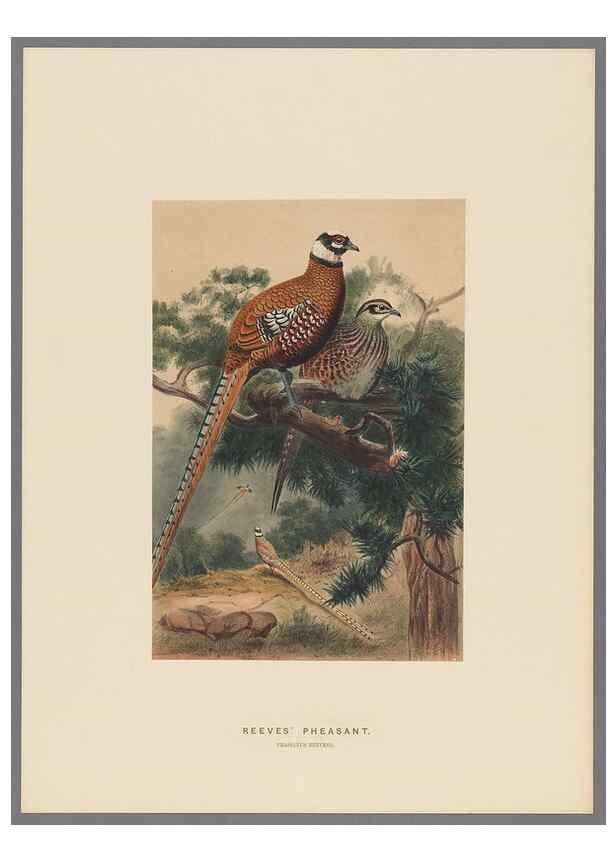 Reproducción/Reproduction 49418657873: Zoological sketches /. London :Henry Graves,1861-1867.. 