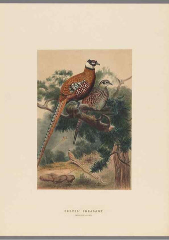 Reproducción/Reproduction 49418657873: Zoological sketches /. London :Henry Graves,1861-1867.. 