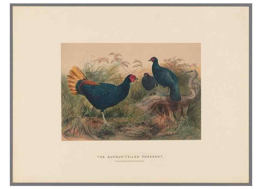 Reproducción/Reproduction 49418658048: Zoological sketches /. London :Henry Graves,1861-1867.. 