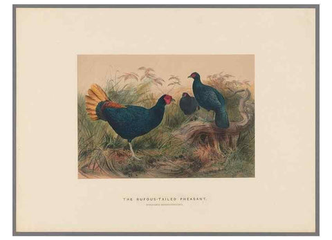 Reproducción/Reproduction 49418658048: Zoological sketches /. London :Henry Graves,1861-1867.. 