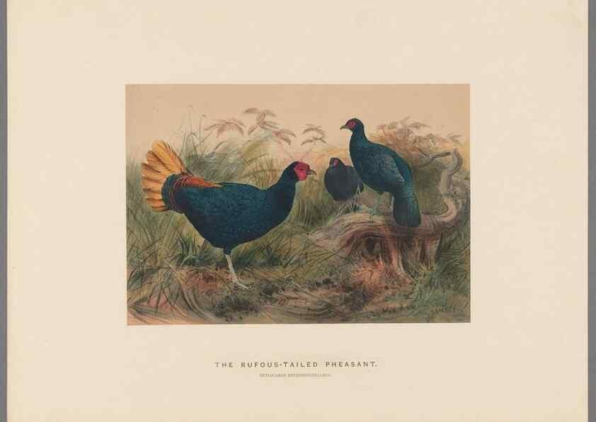 Reproducción/Reproduction 49418658048: Zoological sketches /. London :Henry Graves,1861-1867.. 
