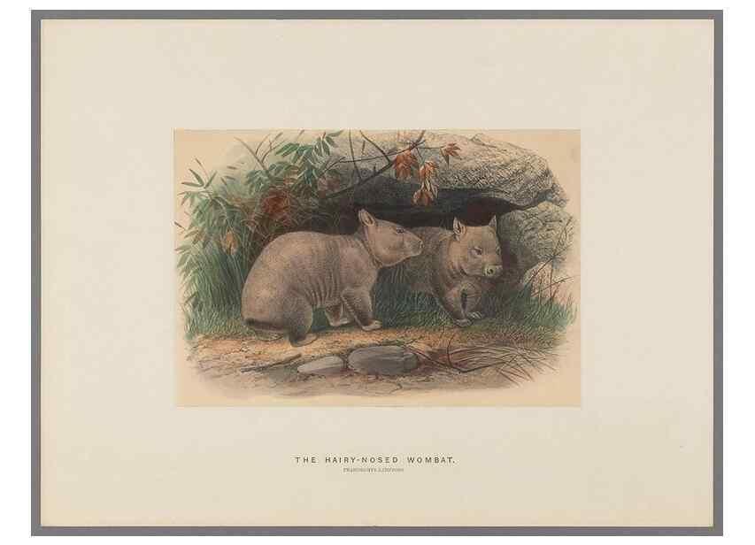 Reproducción/Reproduction 49419343722: Zoological sketches /. London :Henry Graves,1861-1867.. 
