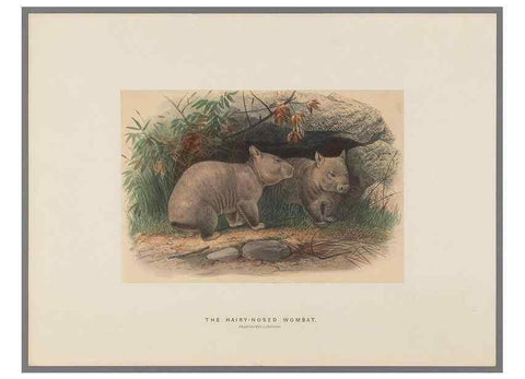 Reproducción/Reproduction 49419343722: Zoological sketches /. London :Henry Graves,1861-1867.. 
