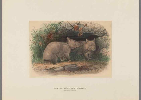 Reproducción/Reproduction 49419343722: Zoological sketches /. London :Henry Graves,1861-1867.. 