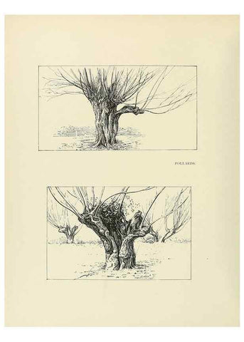 Reproducción/Reproduction 49420308456: British trees /. London :Hutchinson,1907.. 