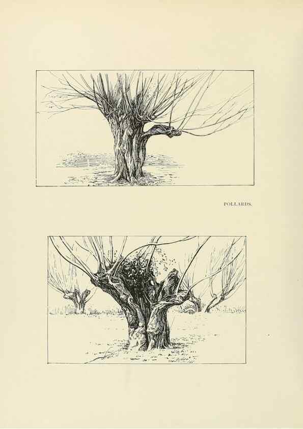 Reproducción/Reproduction 49420308456: British trees /. London :Hutchinson,1907.. 