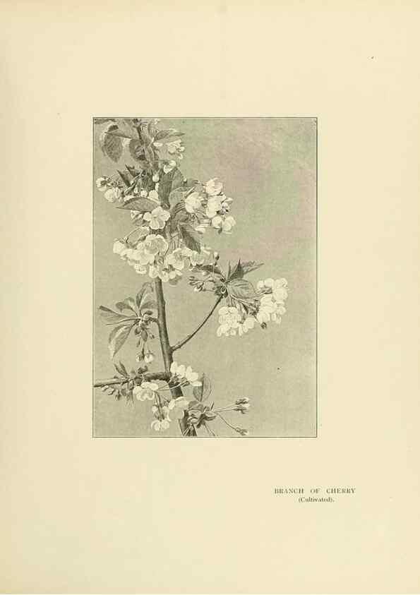 Reproducción/Reproduction 49420531862: British trees /. London :Hutchinson,1907.. 