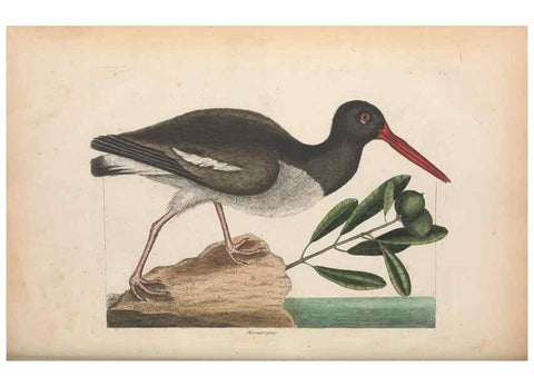 Reproducción/Reproduction 49457114322: The natural history of Carolina, Florida, and the Bahama Islands :. London :Printed for B. White,1771.. 