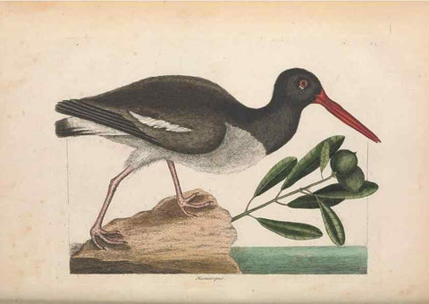 Reproducción/Reproduction 49457114322: The natural history of Carolina, Florida, and the Bahama Islands :. London :Printed for B. White,1771.. 