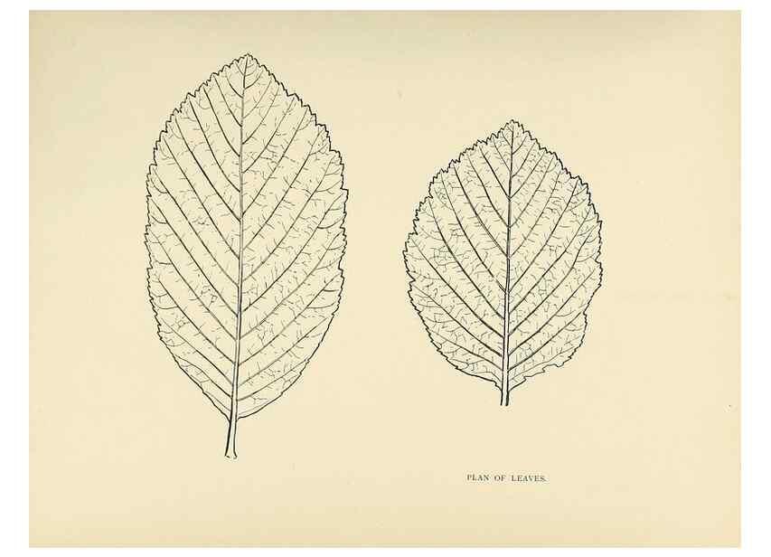 Reproducción/Reproduction 49420523952: British trees /. London :Hutchinson,1907.. 