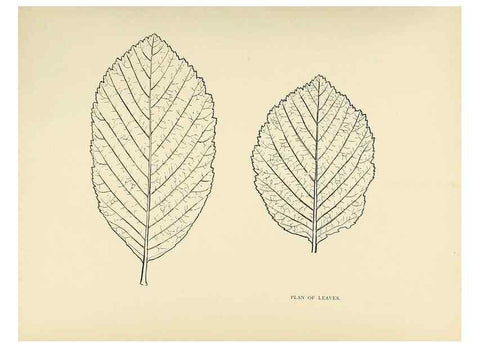 Reproducción/Reproduction 49420523952: British trees /. London :Hutchinson,1907.. 
