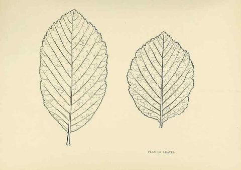 Reproducción/Reproduction 49420523952: British trees /. London :Hutchinson,1907.. 