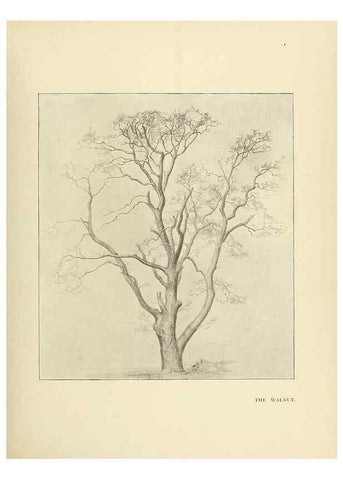 Reproducción/Reproduction 49420525537: British trees /. London :Hutchinson,1907.. 