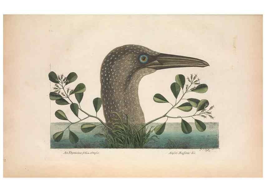 Reproducción/Reproduction 49456409673: The natural history of Carolina, Florida, and the Bahama Islands :. London :Printed for B. White,1771.. 