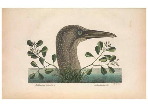 Reproducción/Reproduction 49456409673: The natural history of Carolina, Florida, and the Bahama Islands :. London :Printed for B. White,1771.. 