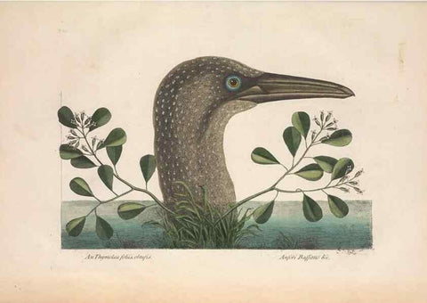 Reproducción/Reproduction 49456409673: The natural history of Carolina, Florida, and the Bahama Islands :. London :Printed for B. White,1771.. 