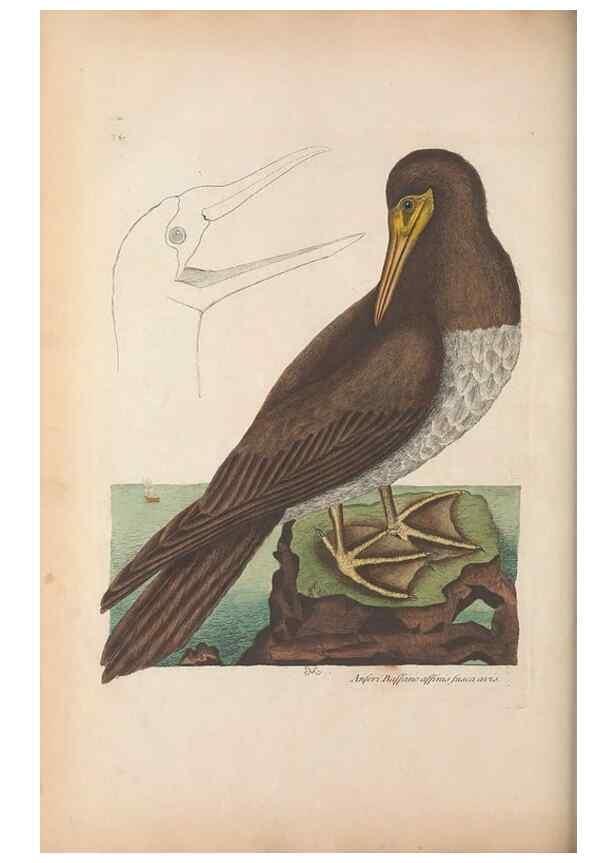 Reproducción/Reproduction 49456882811: The natural history of Carolina, Florida, and the Bahama Islands :. London :Printed for B. White,1771.. 