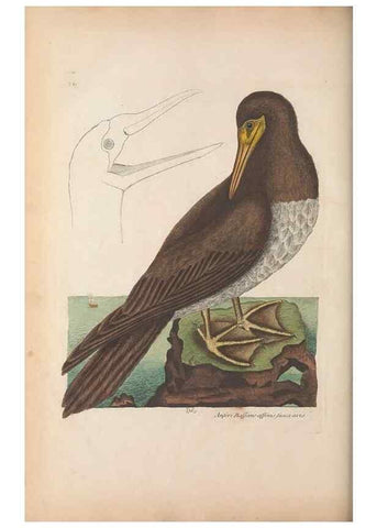 Reproducción/Reproduction 49456882811: The natural history of Carolina, Florida, and the Bahama Islands :. London :Printed for B. White,1771.. 