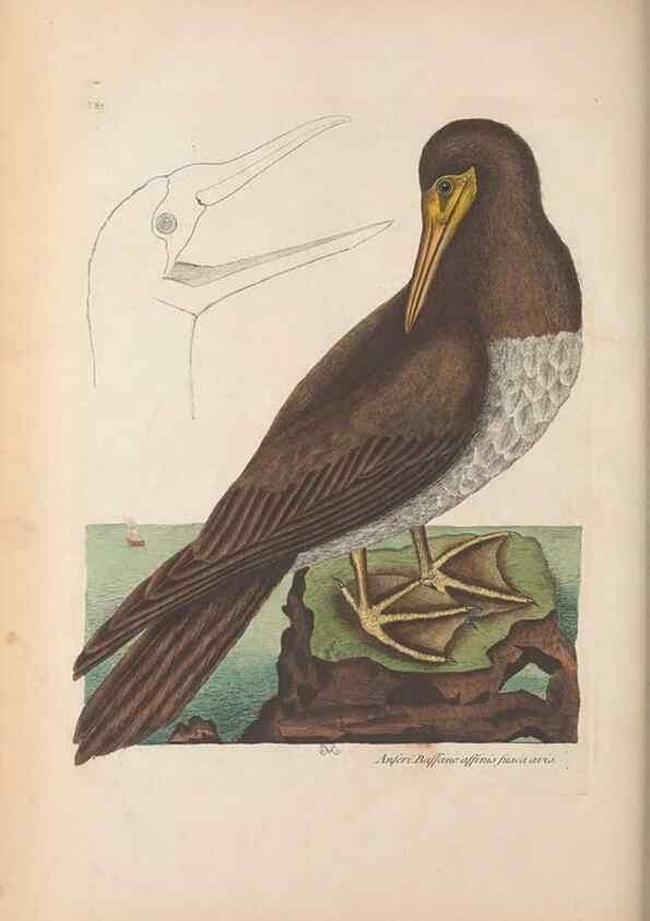 Reproducción/Reproduction 49456882811: The natural history of Carolina, Florida, and the Bahama Islands :. London :Printed for B. White,1771.. 