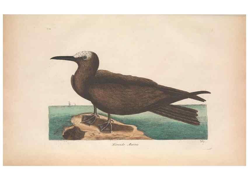 Reproducción/Reproduction 49456883166: The natural history of Carolina, Florida, and the Bahama Islands :. London :Printed for B. White,1771.. 