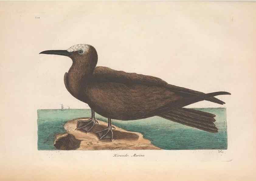 Reproducción/Reproduction 49456883166: The natural history of Carolina, Florida, and the Bahama Islands :. London :Printed for B. White,1771.. 